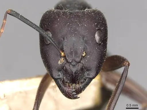 Camponotus pilicornis - CASENT0910278
