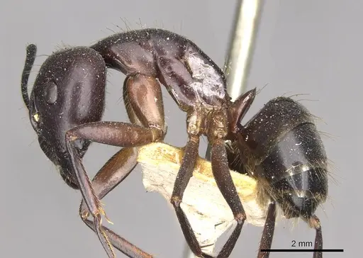 Camponotus pilicornis - CASENT0910278