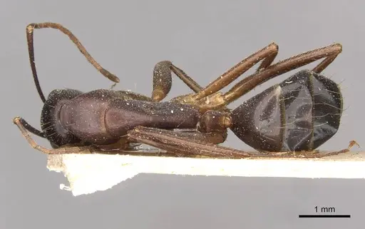 Camponotus pilicornis - CASENT0910279