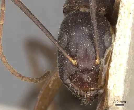Camponotus pilicornis - CASENT0910279