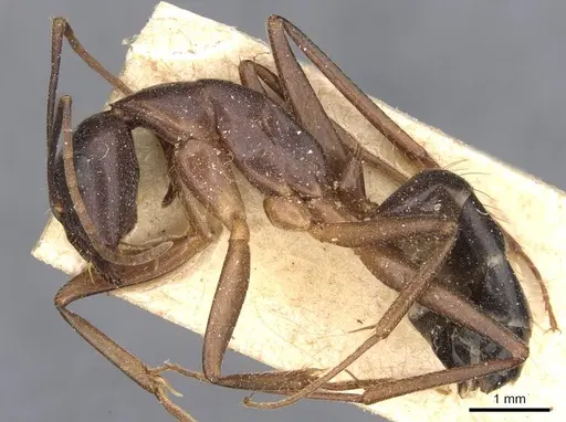 Camponotus pilicornis - CASENT0910279