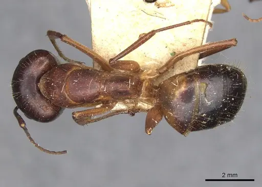 Camponotus pilicornis - CASENT0910280