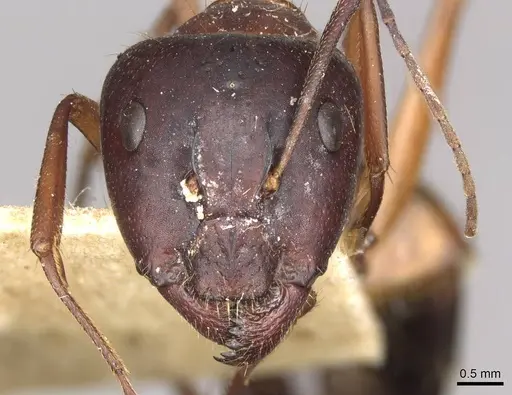 Camponotus pilicornis - CASENT0910280