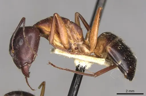 Camponotus pilicornis - CASENT0910280