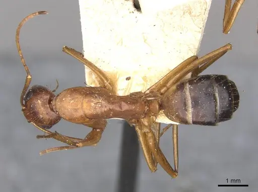 Camponotus pilicornis - CASENT0910281