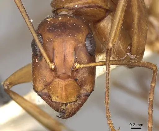Camponotus pilicornis - CASENT0910281