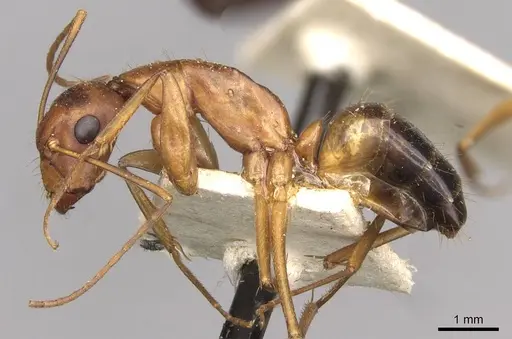 Camponotus pilicornis - CASENT0910281