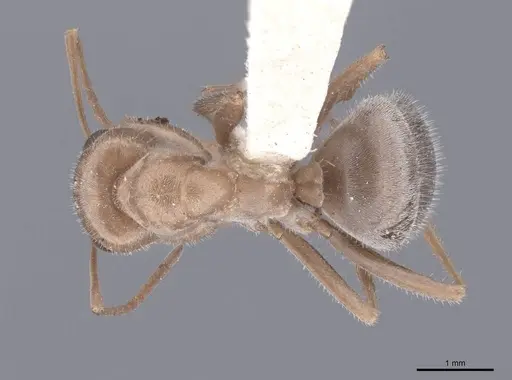 Camponotus pilicornis - FMNHINS0000046392