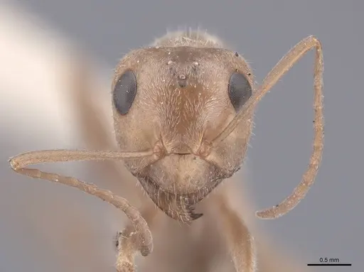 Camponotus pilicornis - FMNHINS0000046392