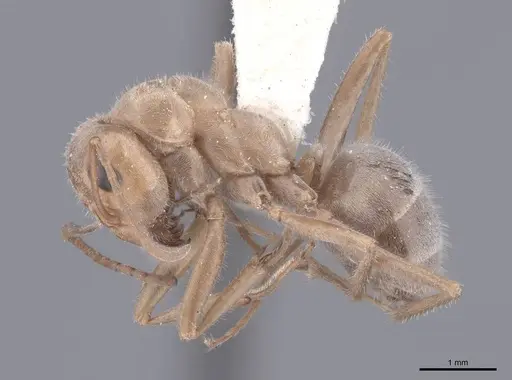 Camponotus pilicornis - FMNHINS0000046392