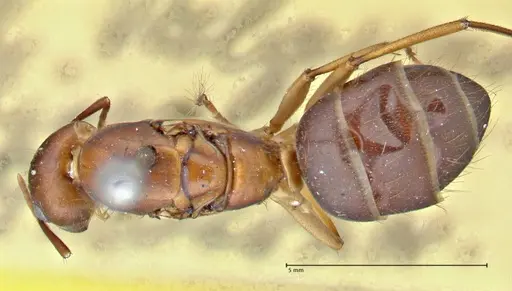 Camponotus pilicornis - FOCOL2911