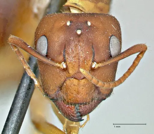 Camponotus pilicornis - FOCOL2911