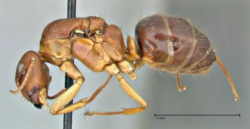 Camponotus pilicornis - FOCOL2911