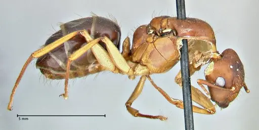 Camponotus pilicornis - FOCOL2911
