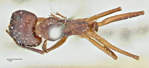 Camponotus pilicornis - FOCOL2912