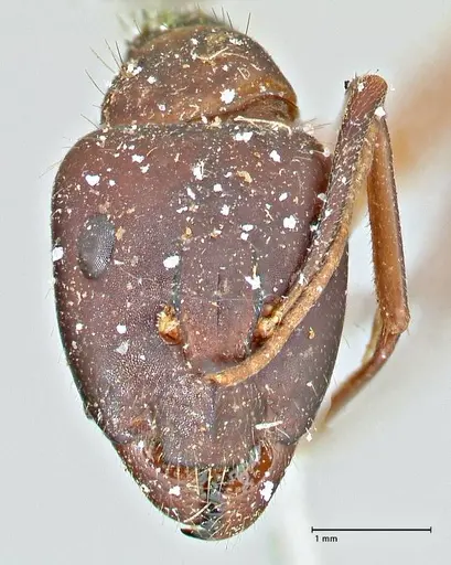 Camponotus pilicornis - FOCOL2912