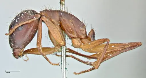 Camponotus pilicornis - FOCOL2912