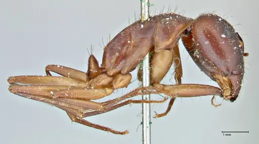 Camponotus pilicornis - FOCOL2912