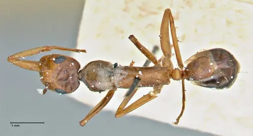 Camponotus pilicornis - FOCOL2913
