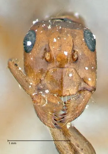 Camponotus pilicornis - FOCOL2913