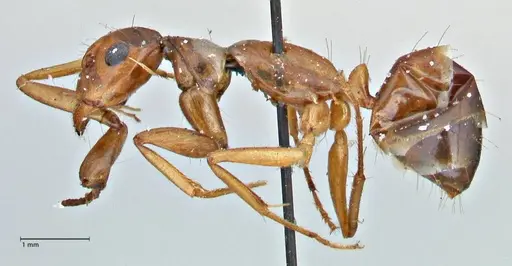 Camponotus pilicornis - FOCOL2913