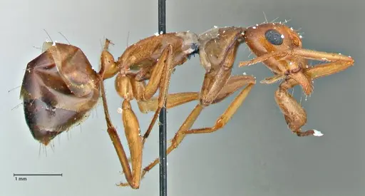 Camponotus pilicornis - FOCOL2913