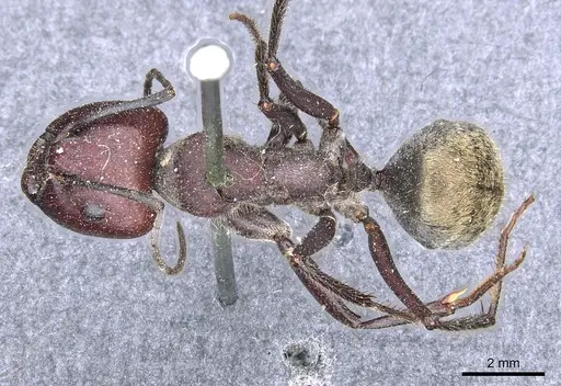 Camponotus piliventris specimen