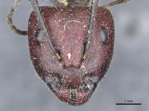Camponotus piliventris specimen