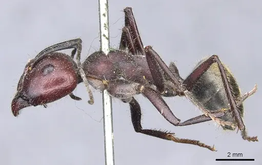 Camponotus piliventris specimen