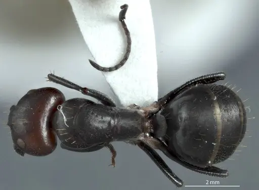 Camponotus pitjantjatarae specimen
