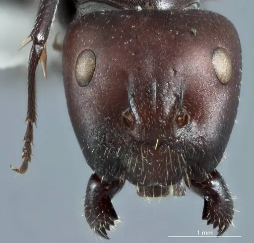 Camponotus pitjantjatarae specimen