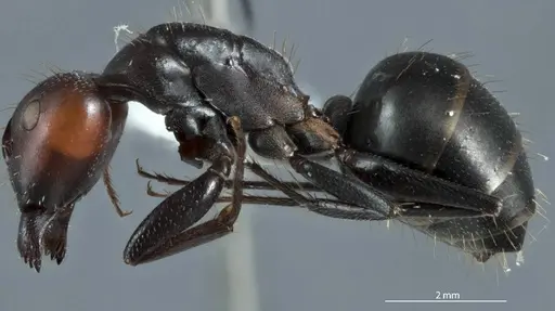 Camponotus pitjantjatarae specimen