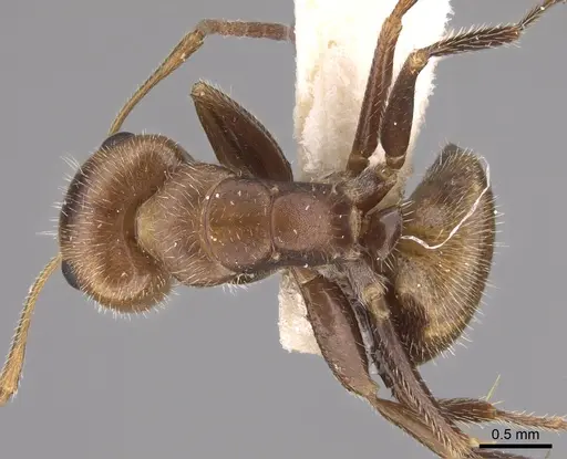 Camponotus pittieri specimen