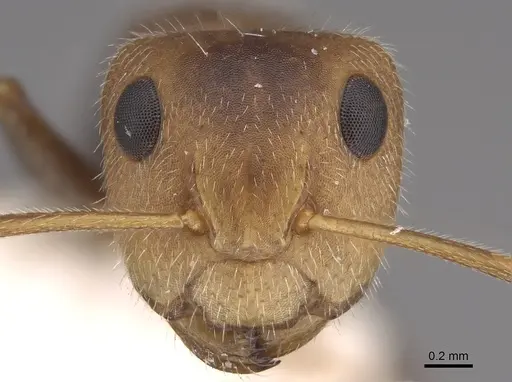 Camponotus pittieri specimen