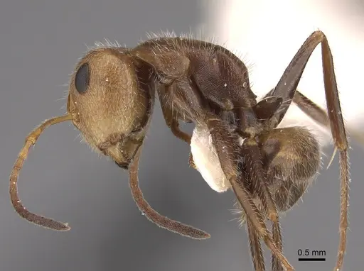 Camponotus pittieri specimen