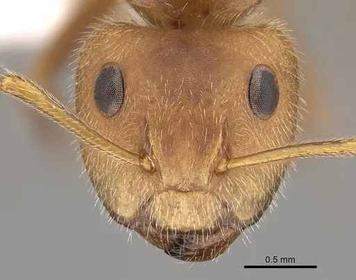 Camponotus pittieri - CASENT0280133
