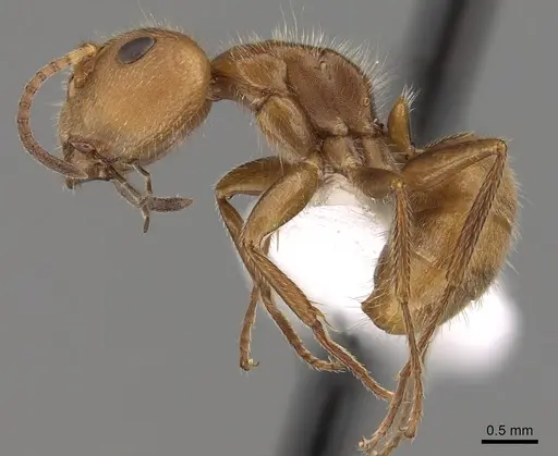 Camponotus pittieri - CASENT0280133