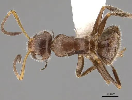 Camponotus pittieri - CASENT0280134