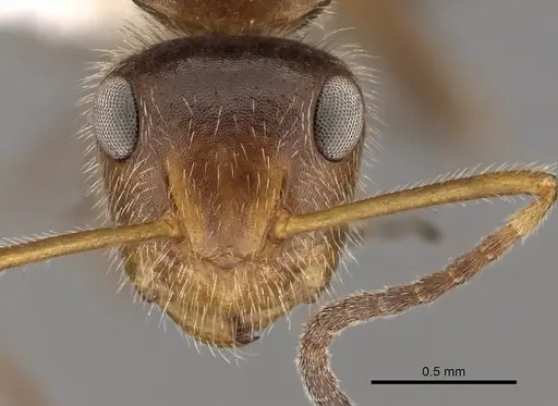 Camponotus pittieri - CASENT0280134