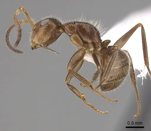 Camponotus pittieri - CASENT0280134