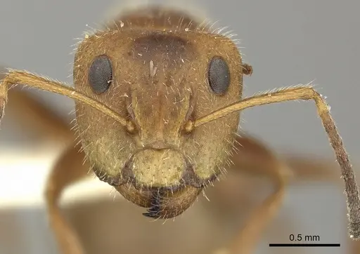 Camponotus pittieri - CASENT0619236