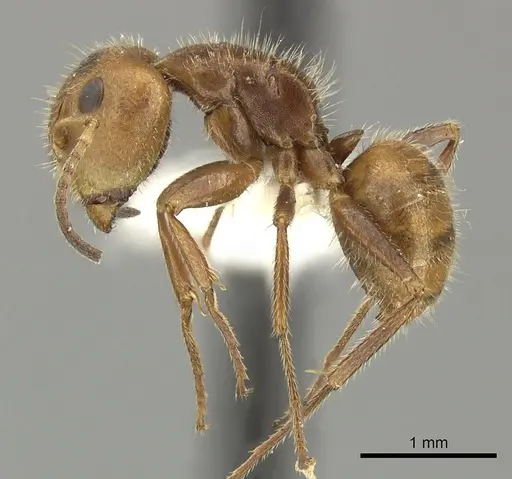 Camponotus pittieri - CASENT0619236
