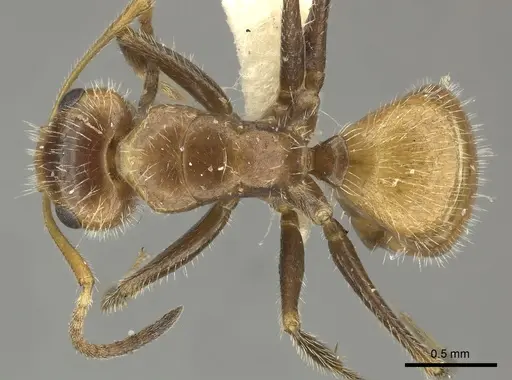 Camponotus pittieri - CASENT0619237