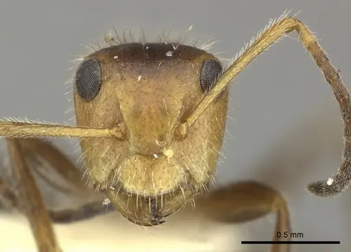 Camponotus pittieri - CASENT0619237