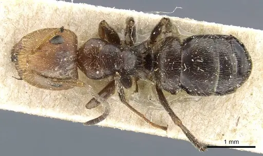 Camponotus pittieri - CASENT0905517