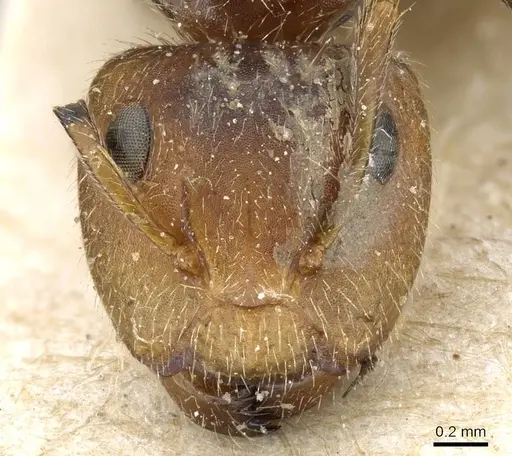 Camponotus pittieri - CASENT0905517