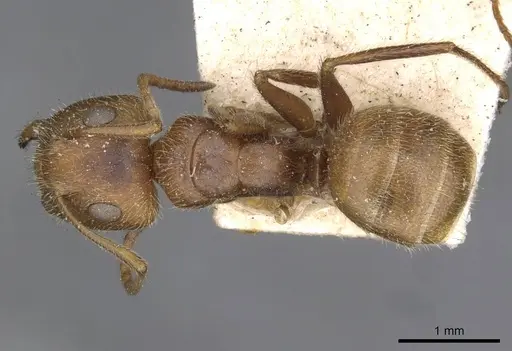 Camponotus pittieri - CASENT0910708