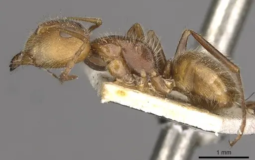 Camponotus pittieri - CASENT0910708