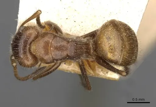 Camponotus pittieri - CASENT0910709