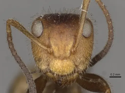 Camponotus pittieri - CASENT0910709